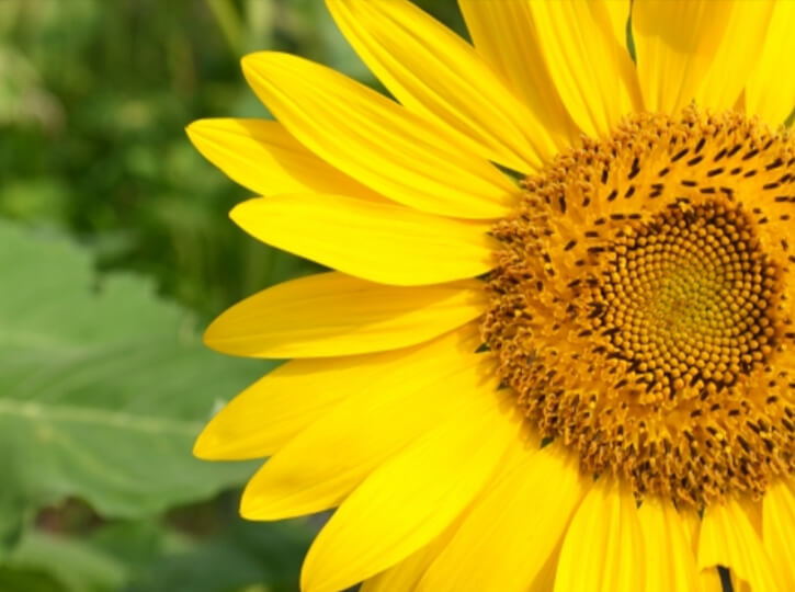 【2024年版】ビジネスにも使える暑中見舞いメールの書き方と例文集